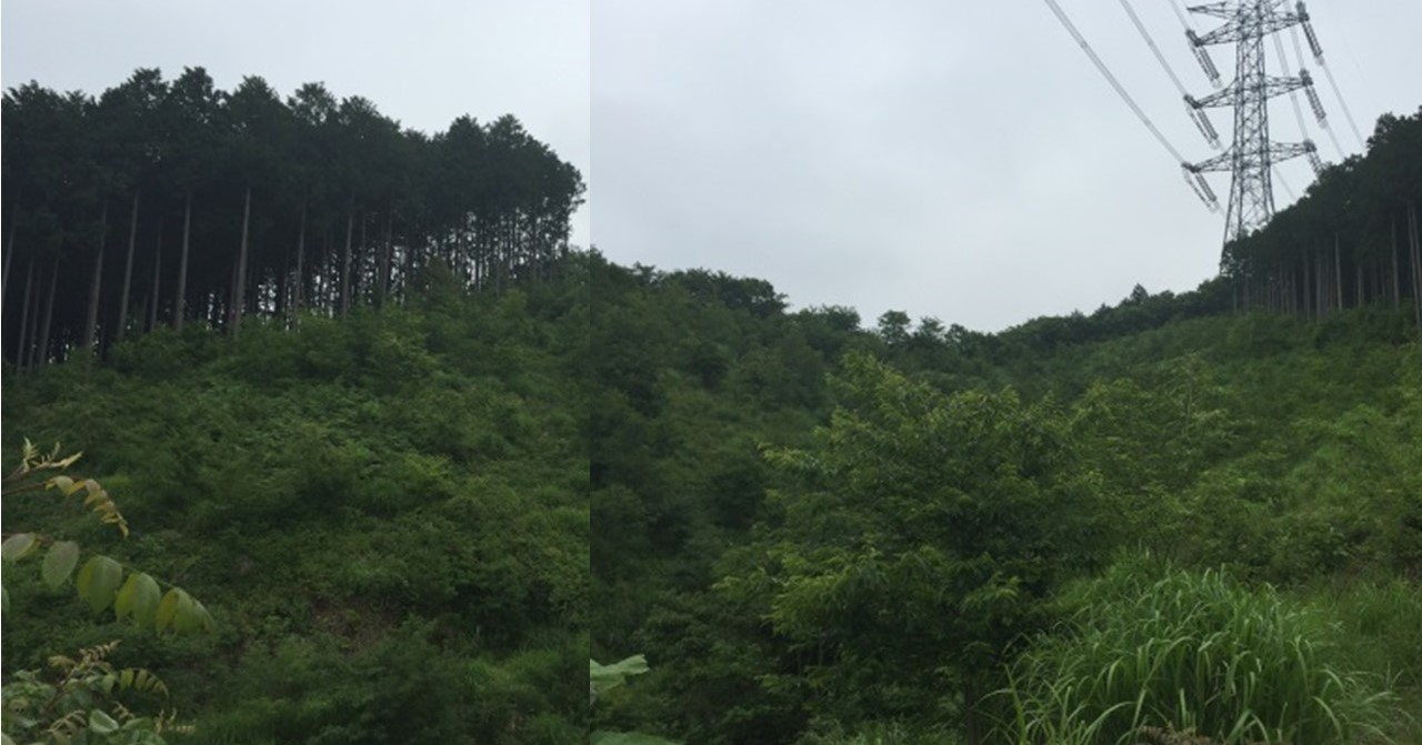 【H28.6撮影】森の全景