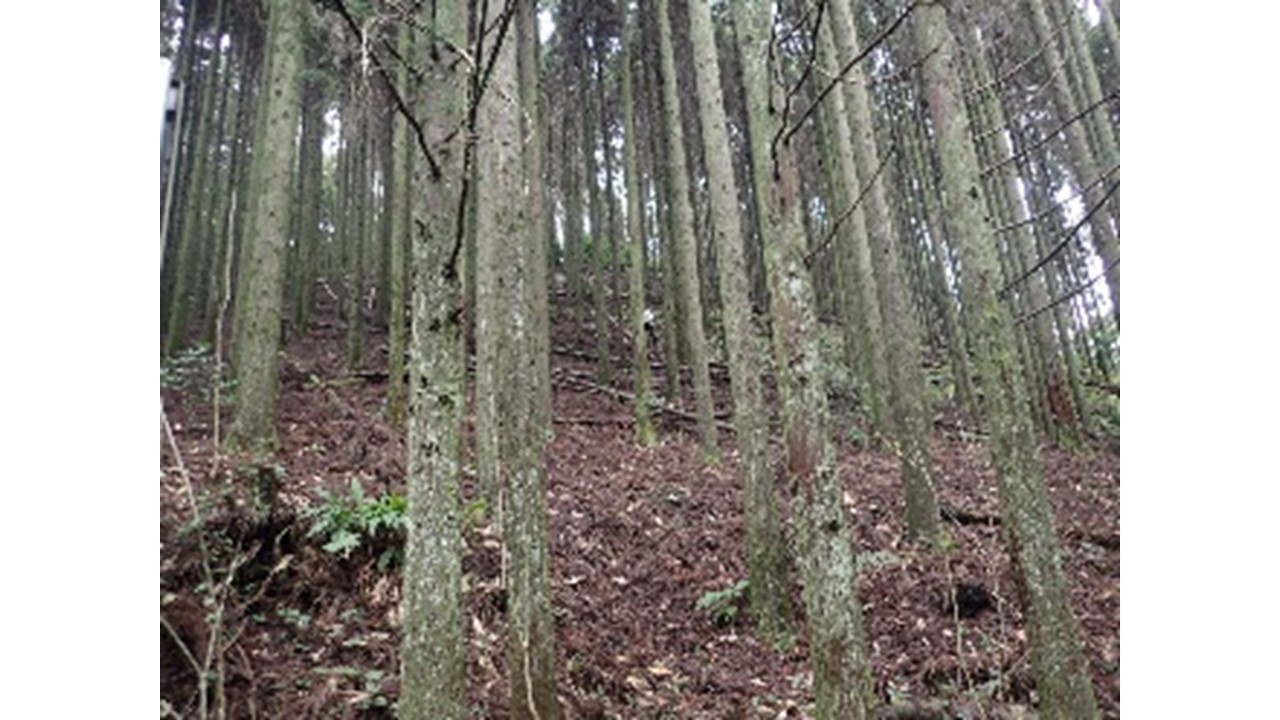 【H30.12撮影】急斜面部の林内
