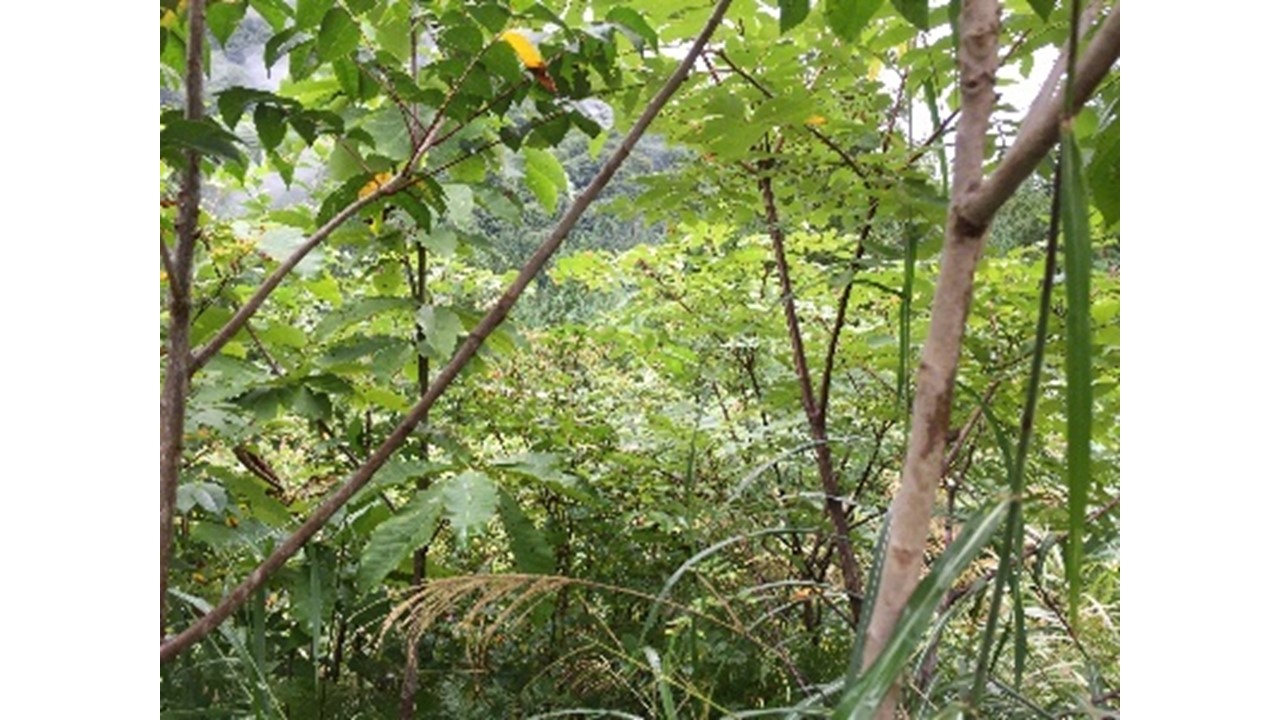 【H28.9撮影】ホウノキなどの侵入木