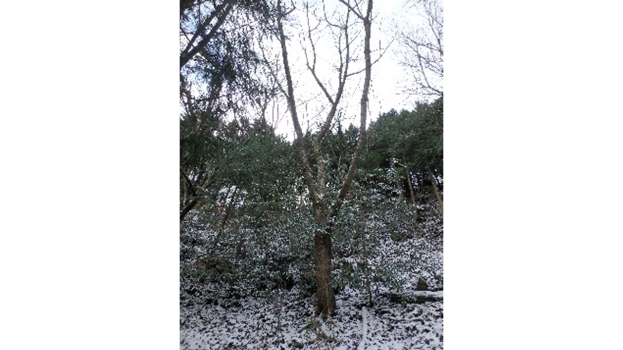 【H29.12撮影】成長したヤマザクラ植栽木