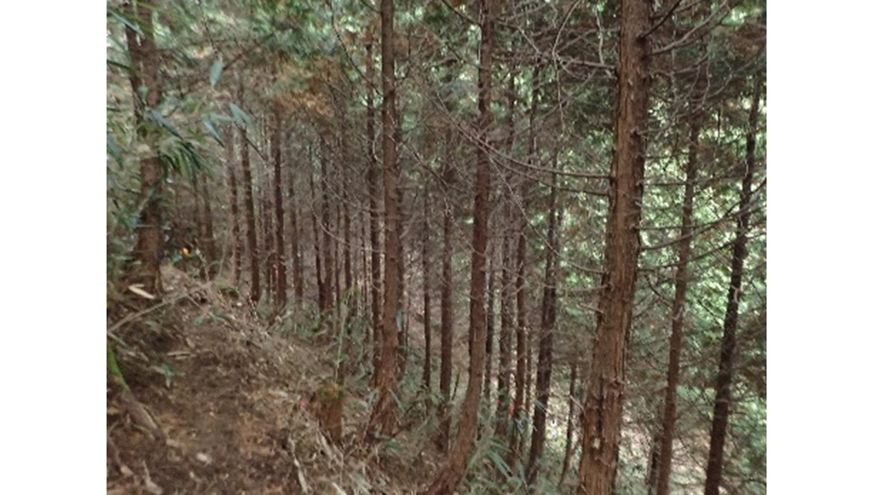 【H29.11撮影】ヒノキの林内