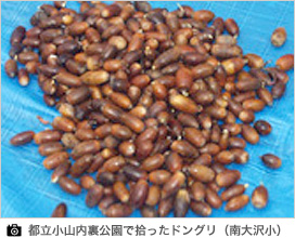 都立小山内裏公園で拾ったドングリ(南大沢小)
