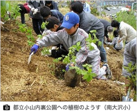 都立小山内裏公園への植樹のようす(南大沢小)