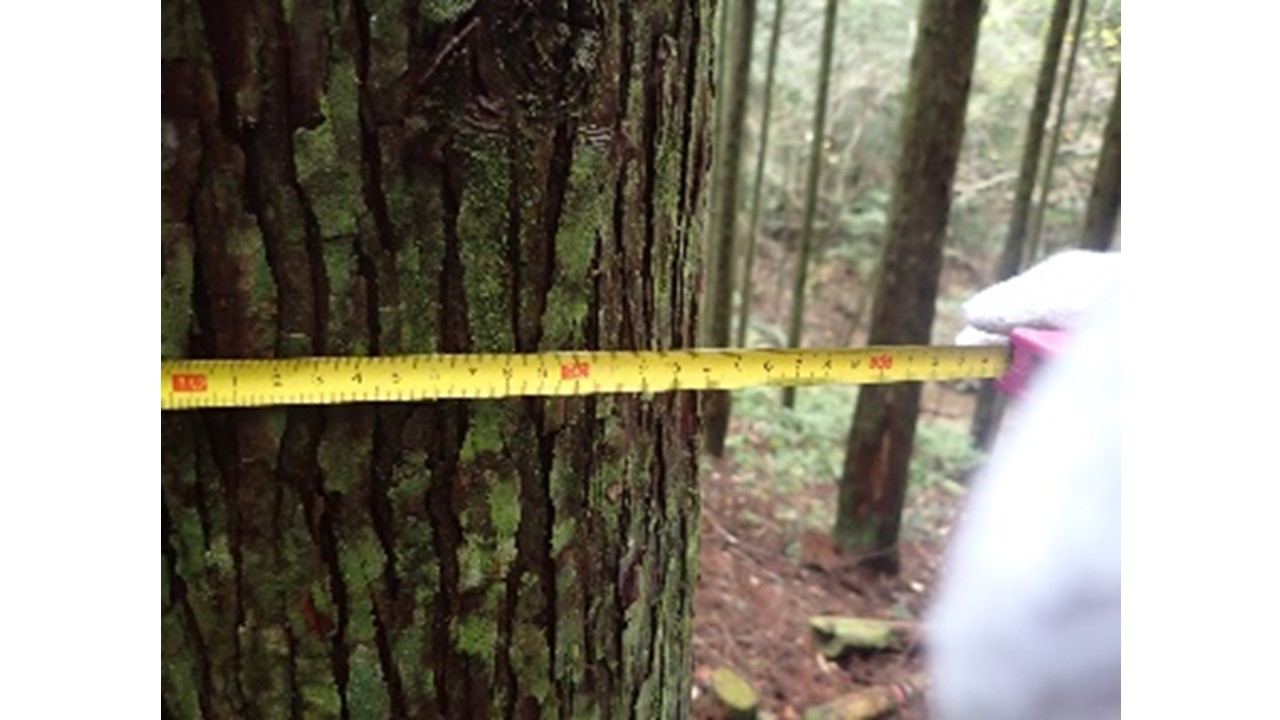 【H30.12撮影】直径20cm超の立木がおおい