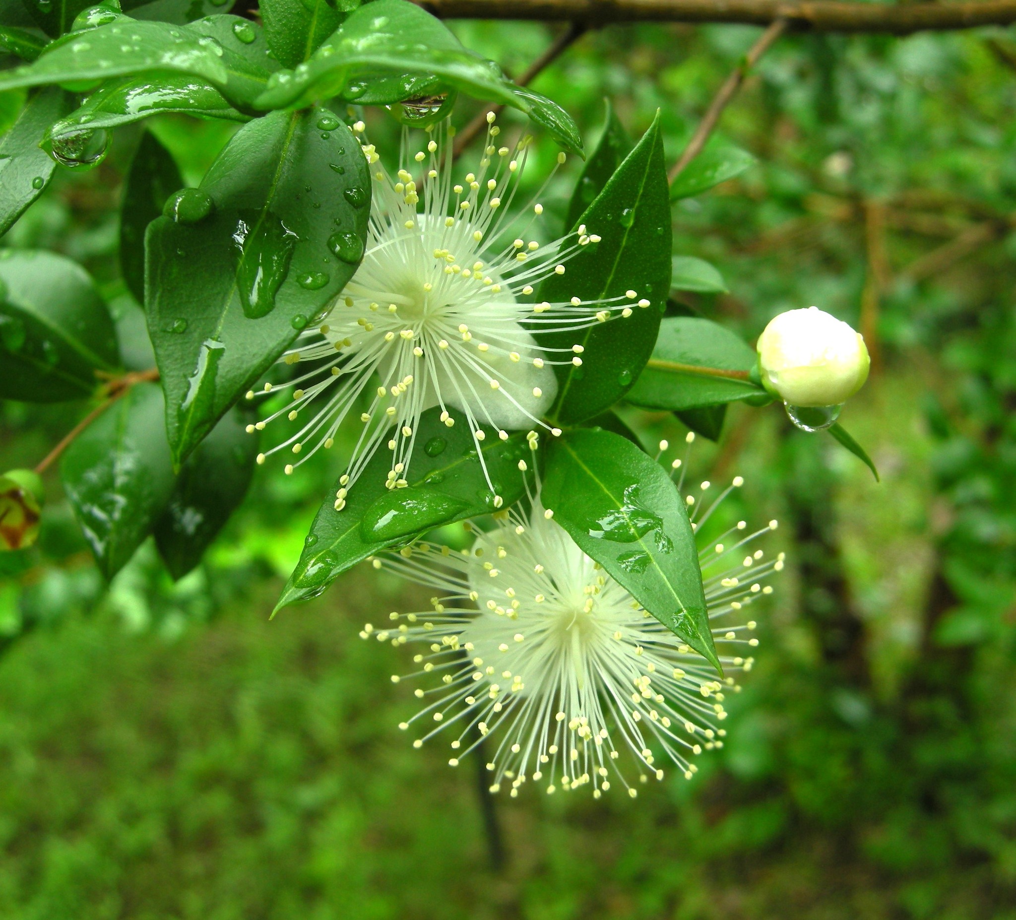 緑の梅の花 かめきちOpaがオールドレンズで撮った緑の梅“リョクガクバイ（緑