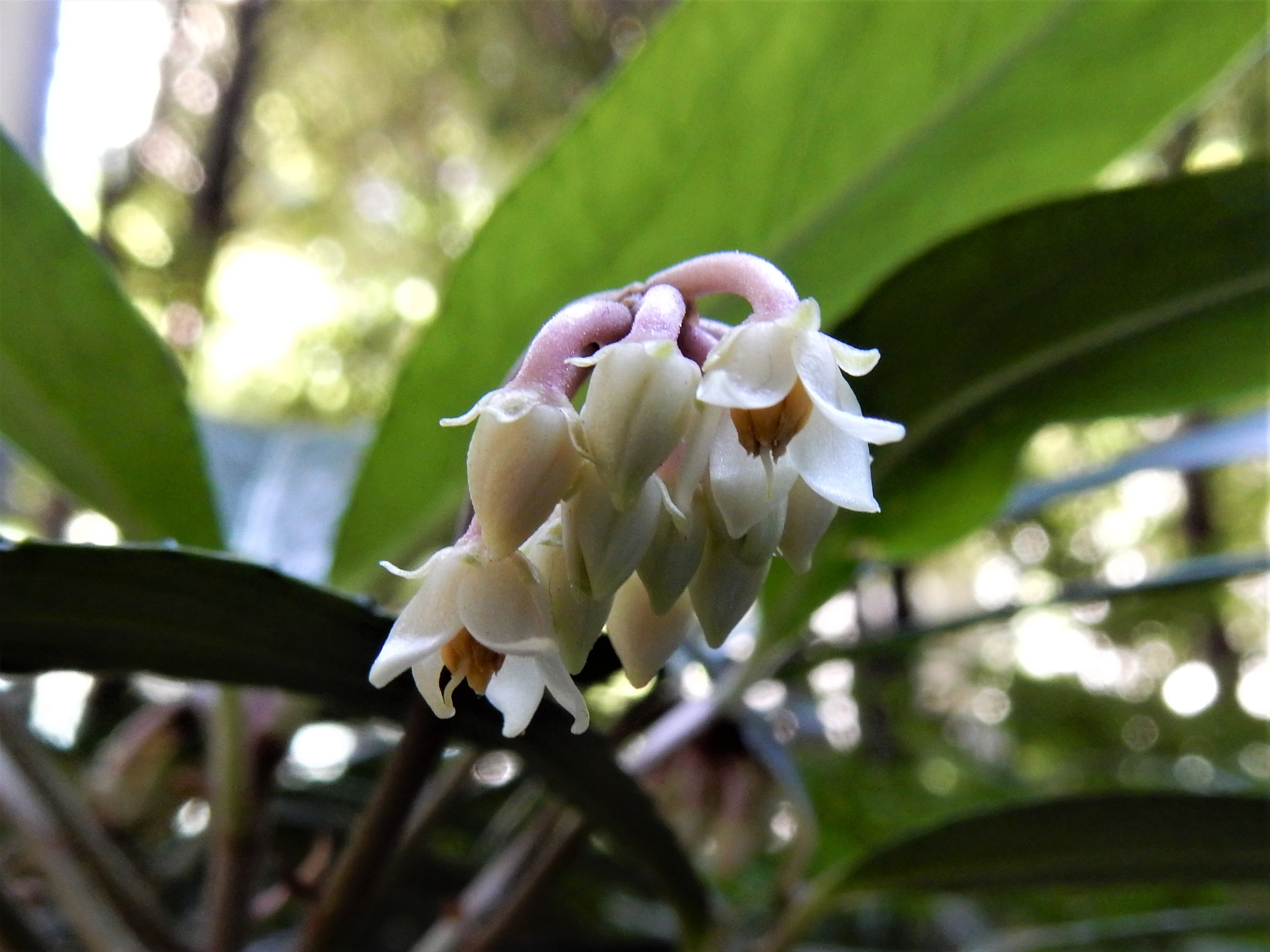 森の植物の歳時記」～1月に紹介した植物（上）》｜公益財団法人