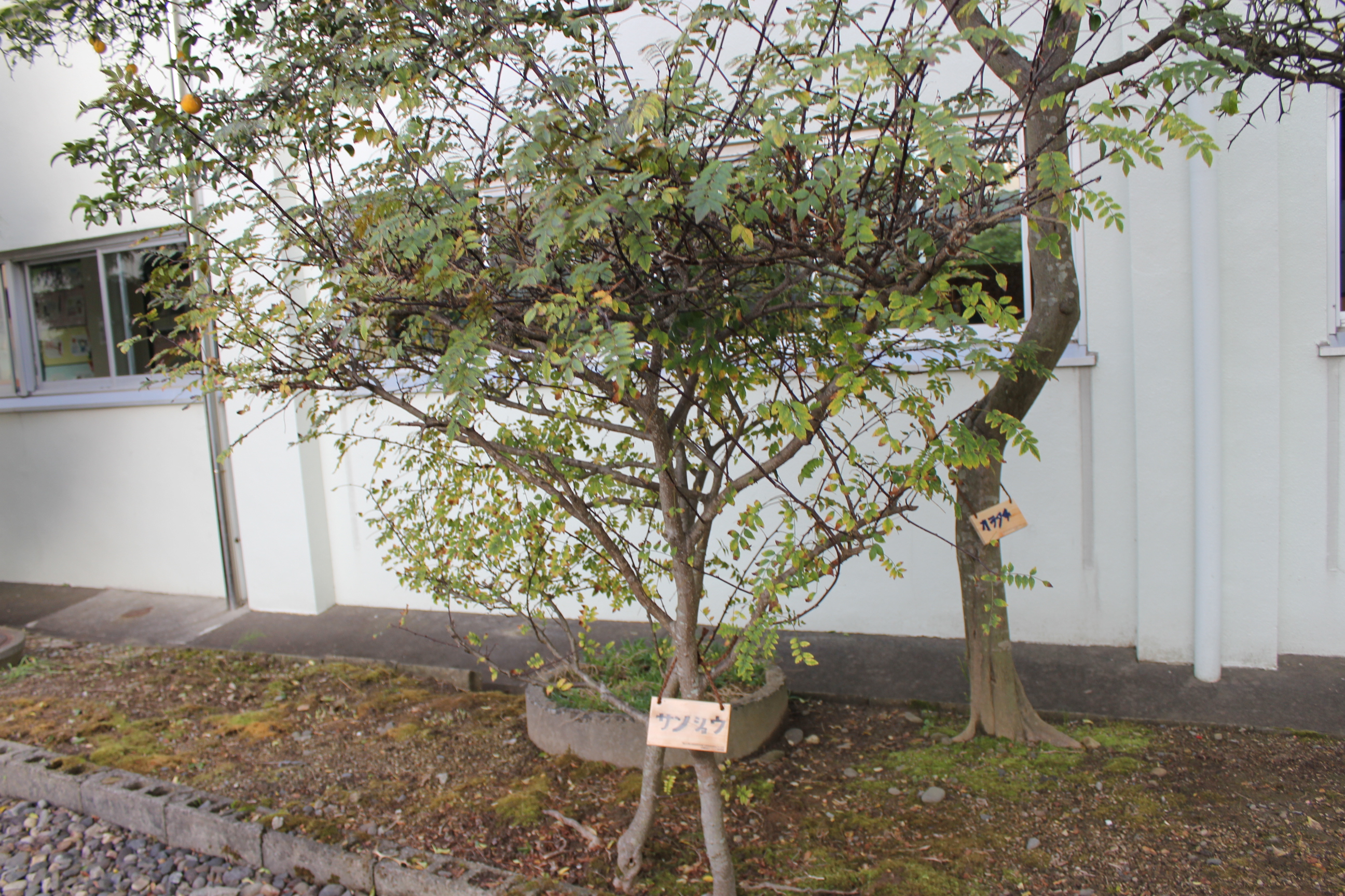山形県 庄内町立余目第三小学校にて、「学校の木のしおり」と樹木名