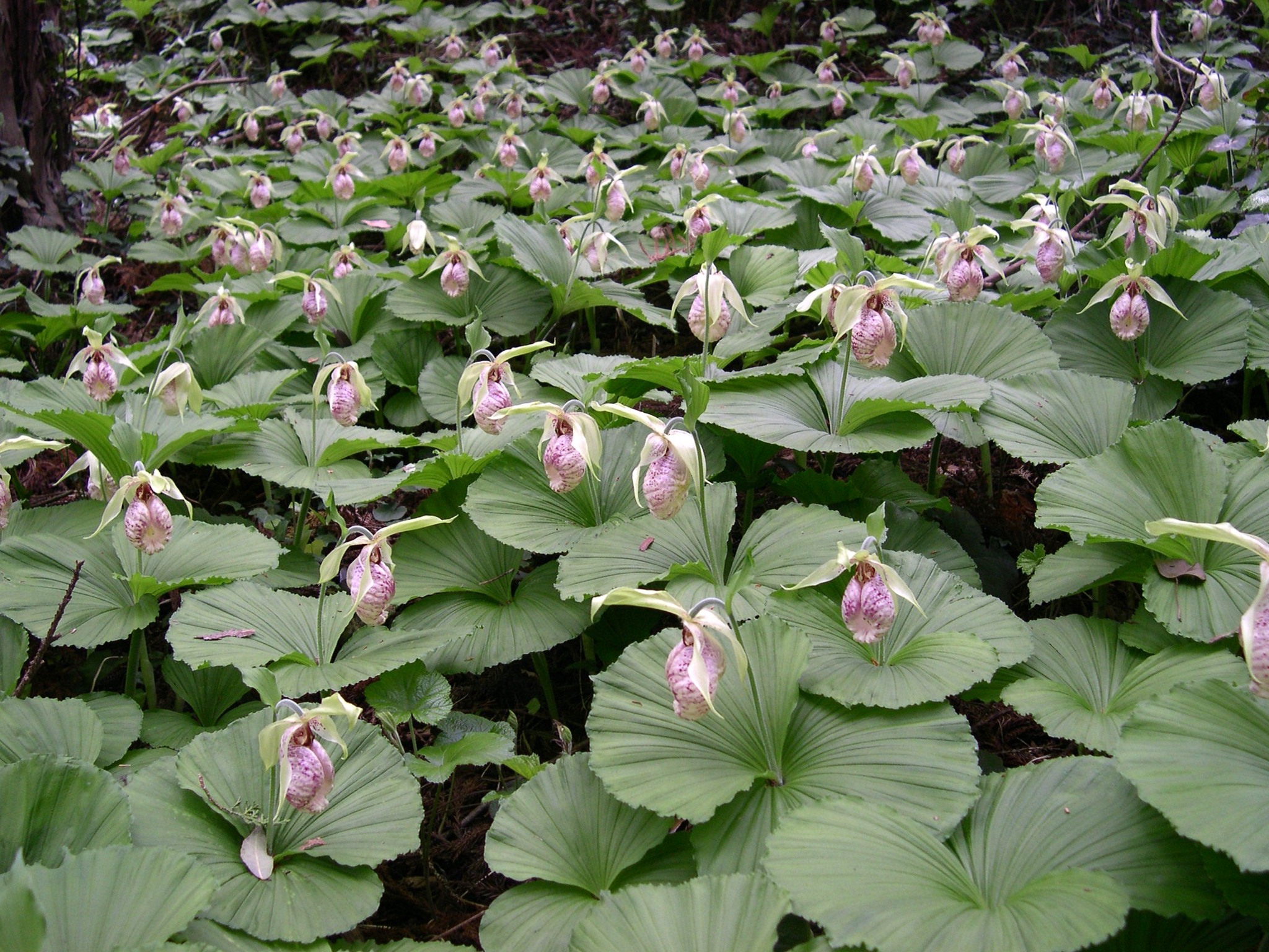 クマガイソウ （クマガイソウ Cypripedium japonicum ラン科