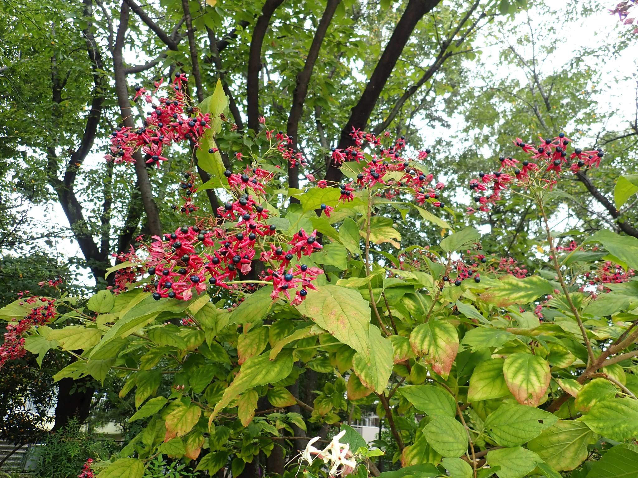 森の植物の歳時記》[218]【クサギ（臭木）】｜公益財団法人