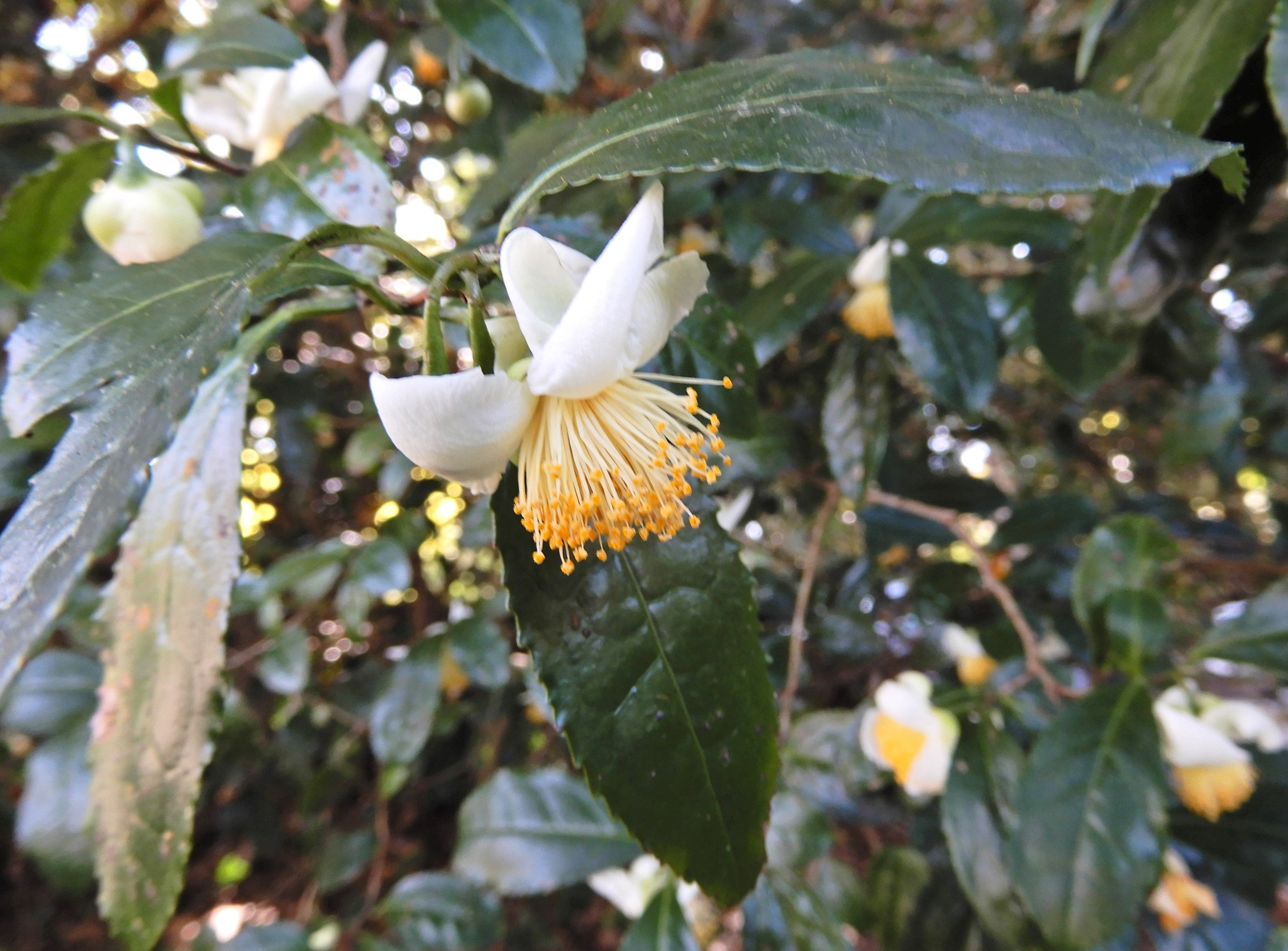 森の植物の歳時記》[226]【チャノキ（茶の木）チャ（茶