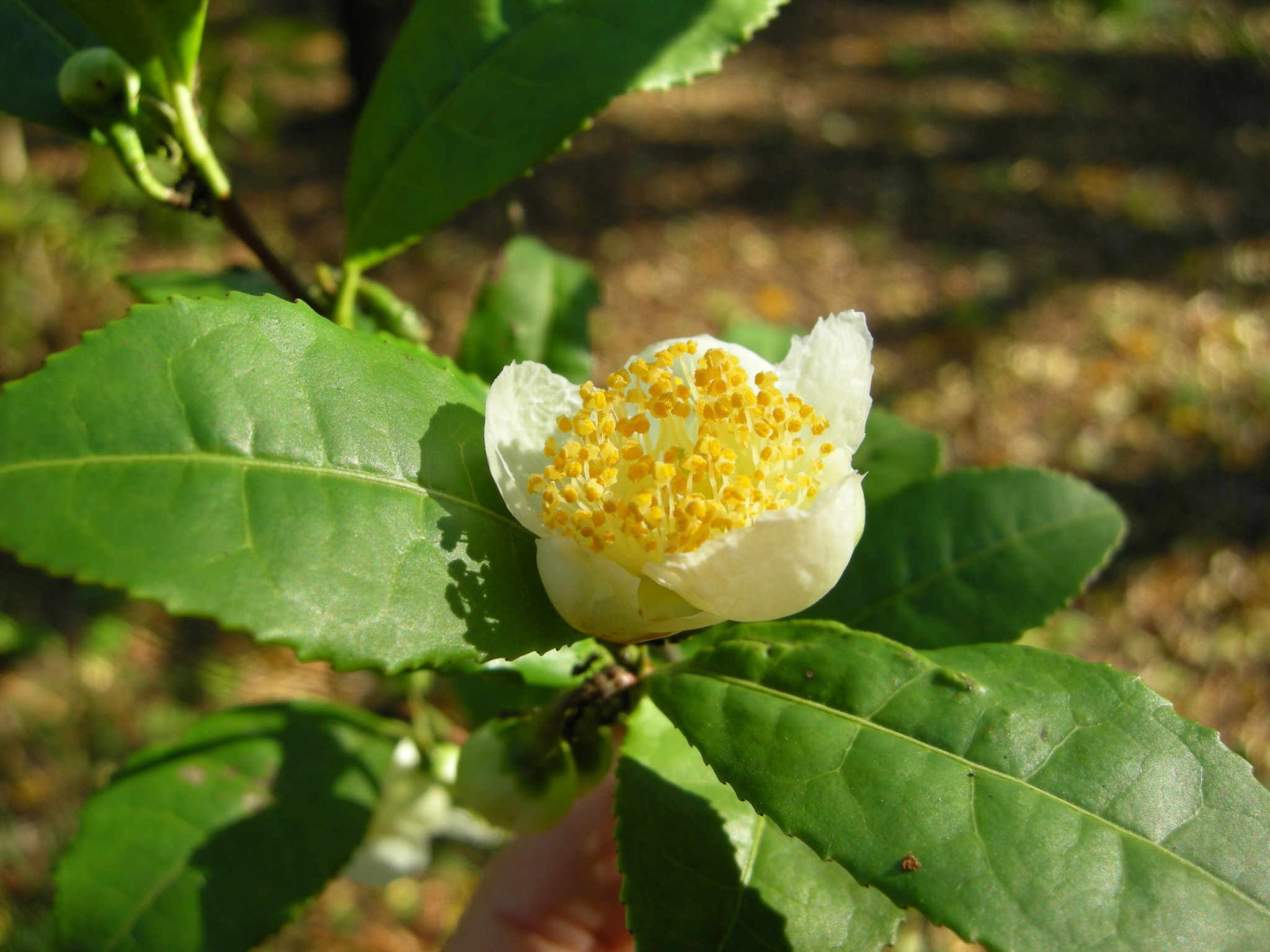 白い茶の木　チャノキ　白色 楽天市場】斑入り葉茶の木 白斑 白花 （お茶の木） チャノキ