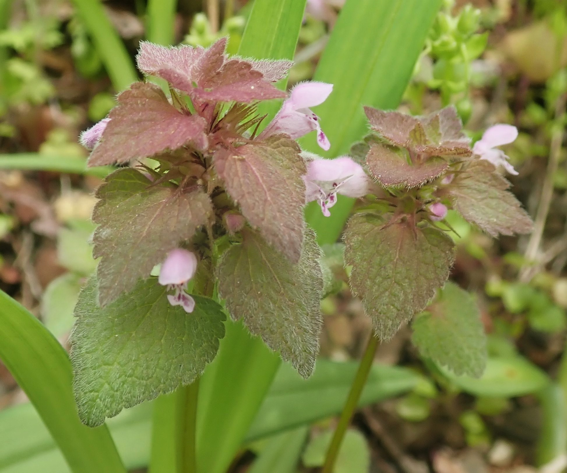 960px-Lamium_purpureum_(non-