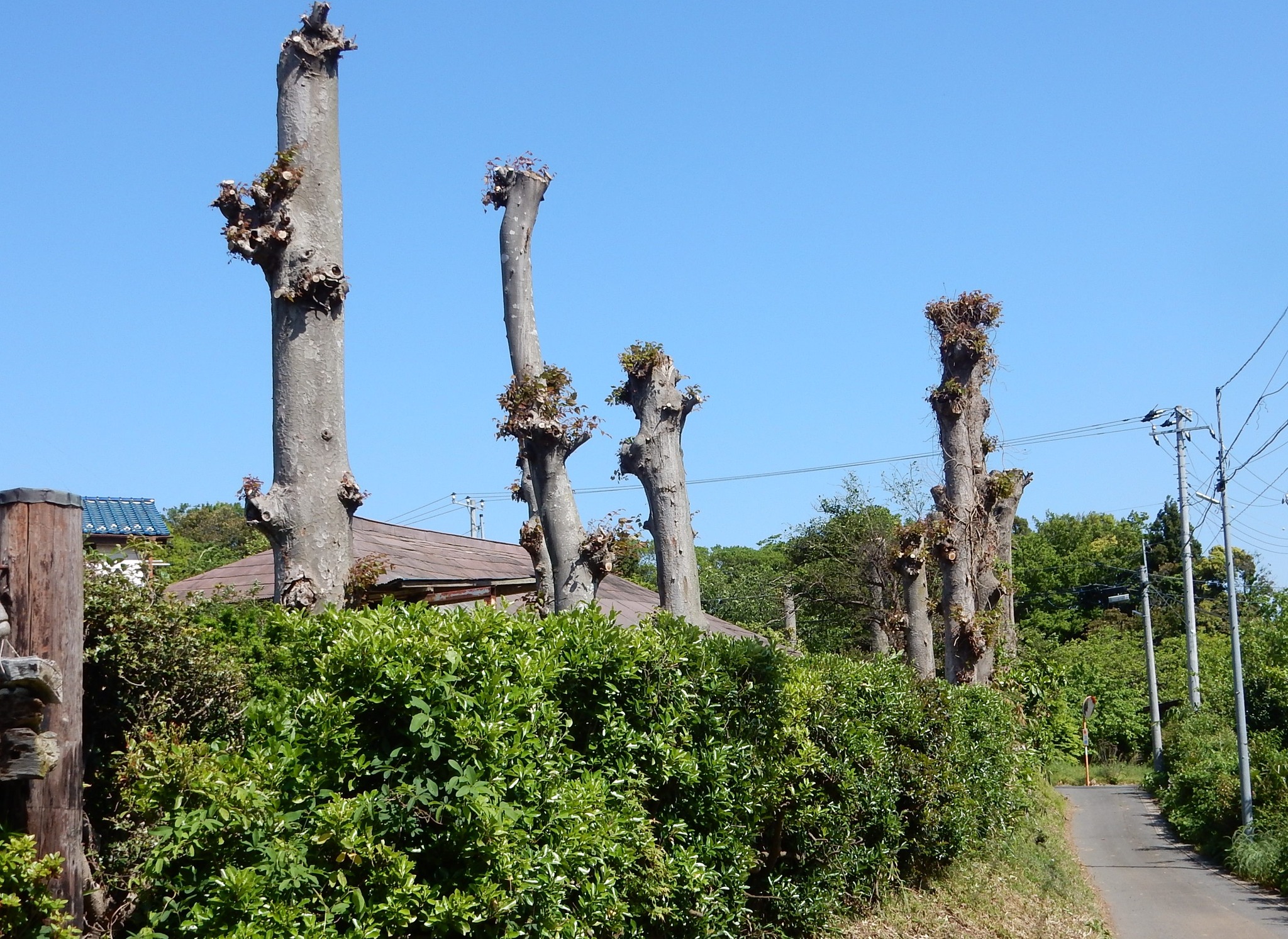 欅の珍木の原木です。 - その他