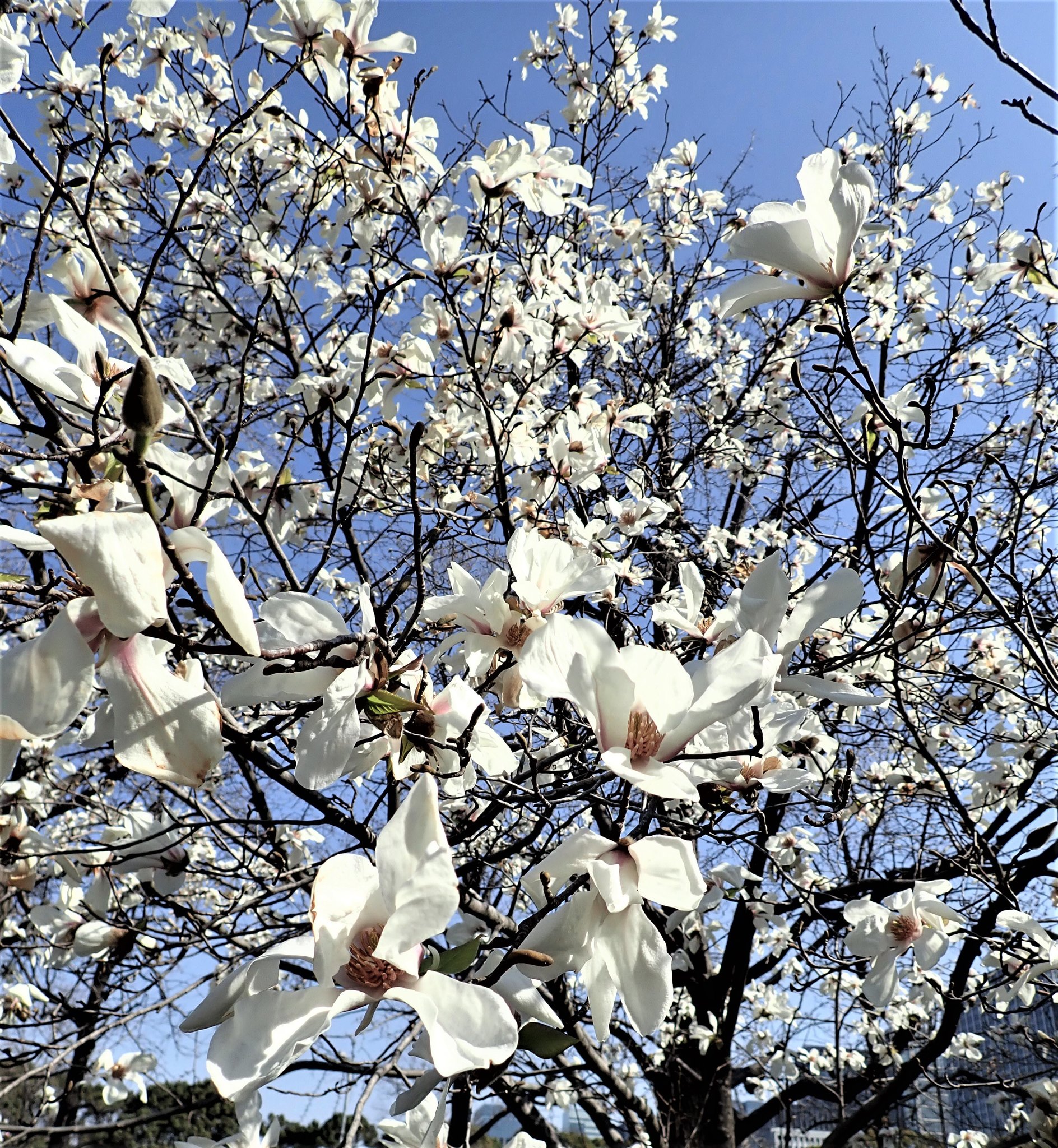 2816 西ドイツ 社会福祉 牧草地の野草の花 4種完 1977年 Amazon.co.jp: 【蕾付き】 西洋シャクナゲ 【ゴールデントーチ