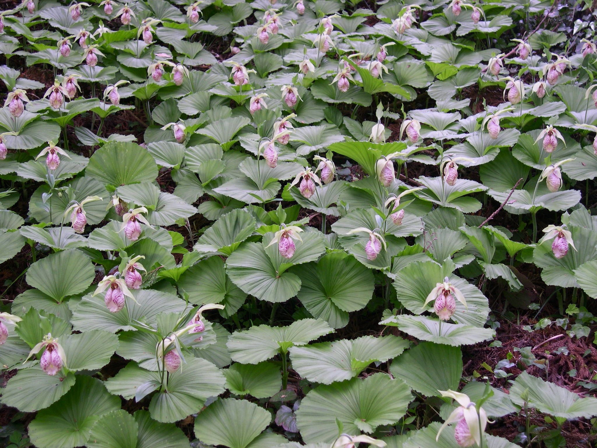 赤花クマガイソウ 青森下北産 葉芽2芽当たり芽2芽 （山野草